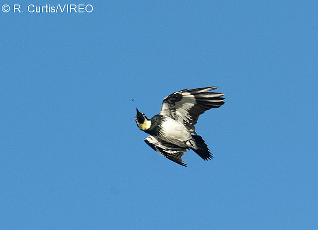 Acorn Woodpecker c22-40-208.jpg